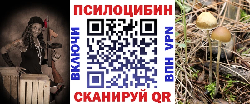 где продают наркотики  Вяземский  Галлюциногенные грибы Psilocybe 